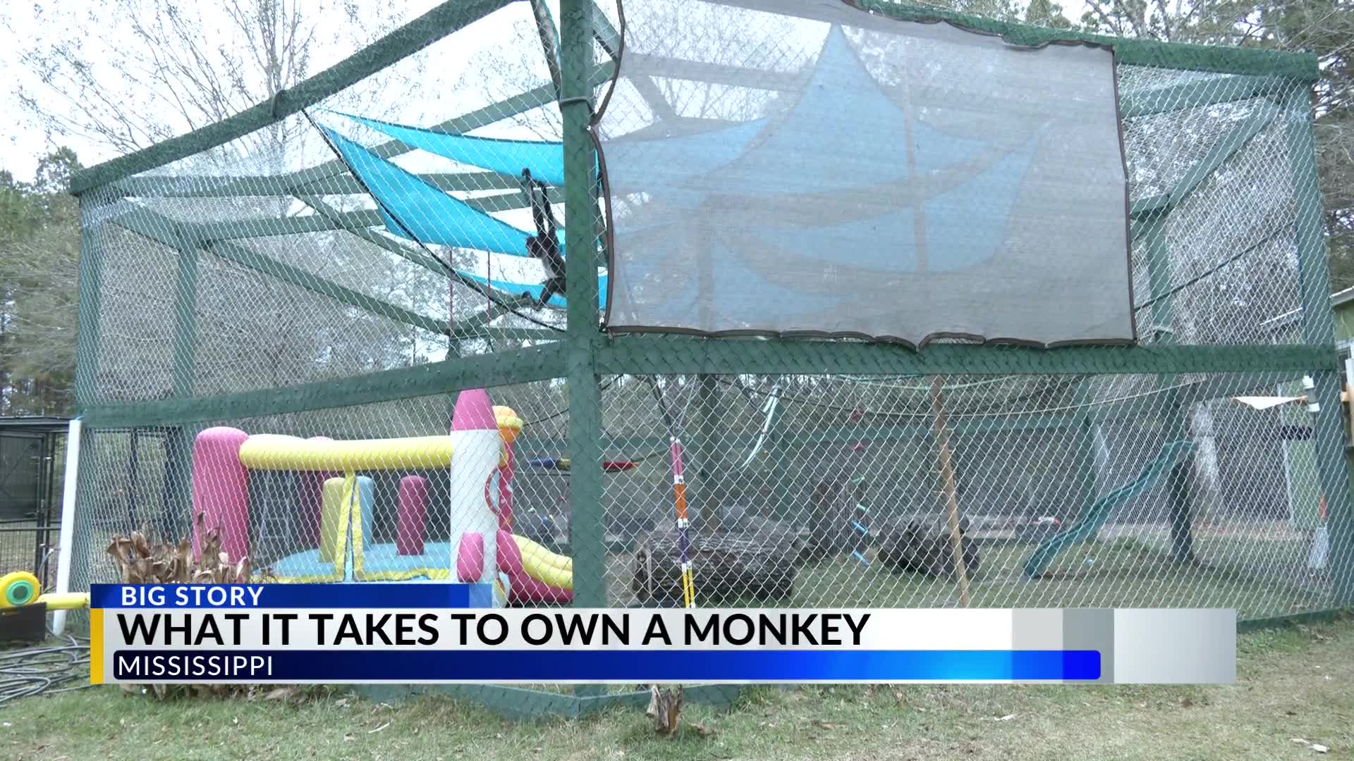 alabama-s-exotic-animal-ownership-laws-and-challenges