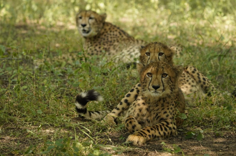 International Cheetah Day: PM Modi celebrates 'one of the planet's most ...