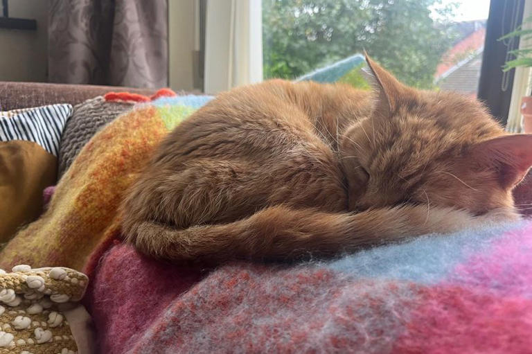 'Miracle' as cat returns home 12 years after going missing