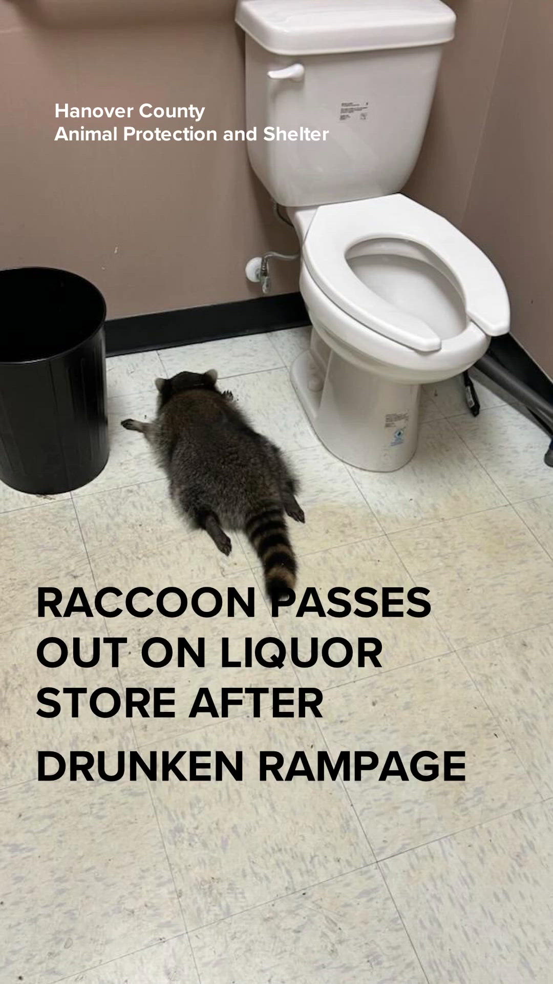 Raccoon goes on drunken rampage, passes out in liquor store