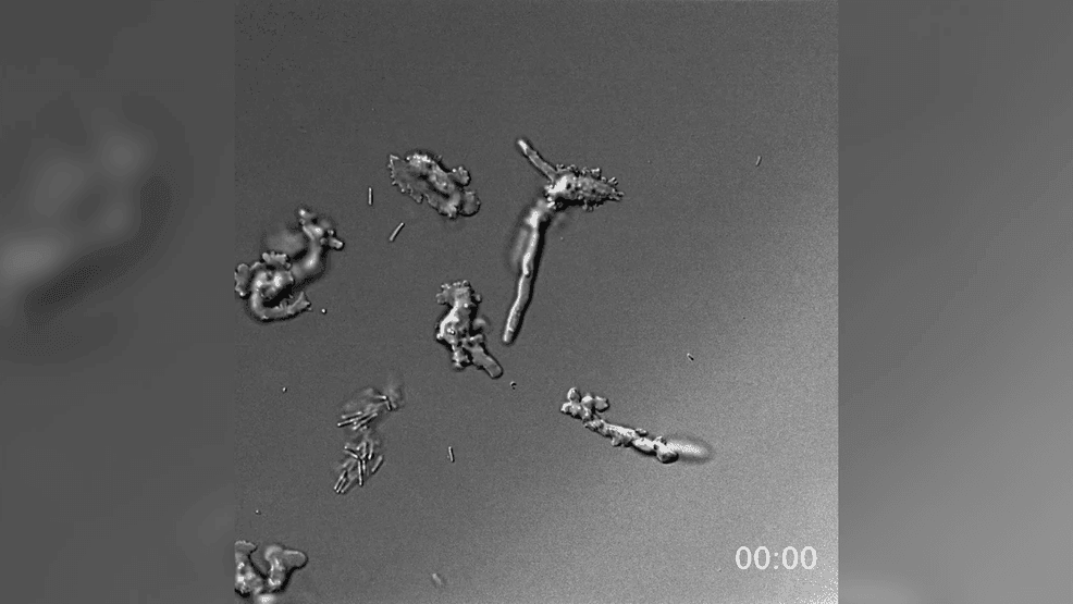 Amoeba found in Lassen hot springs could reset temperature ceiling for ...
