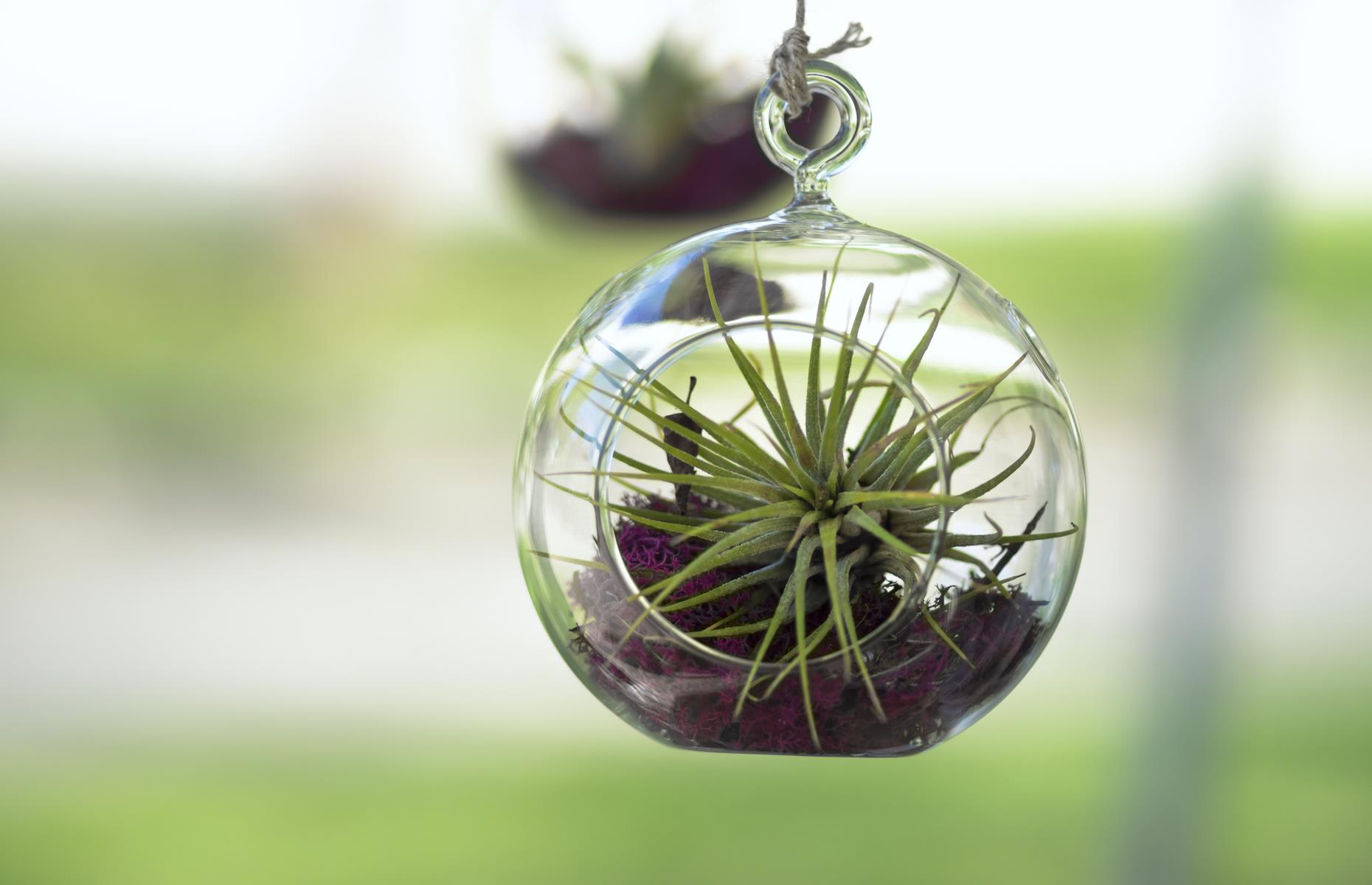 Houseplants so easy they practically care for themselves