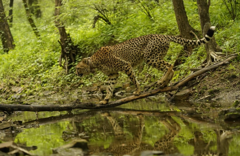 International Cheetah Day: PM Modi celebrates 'one of the planet's most ...