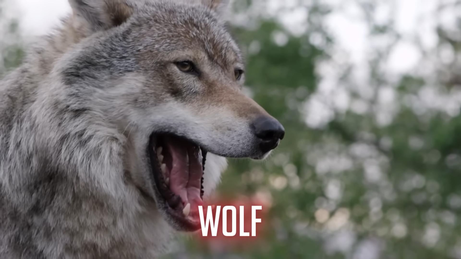 What makes wolves the ultimate survival machines of the wild