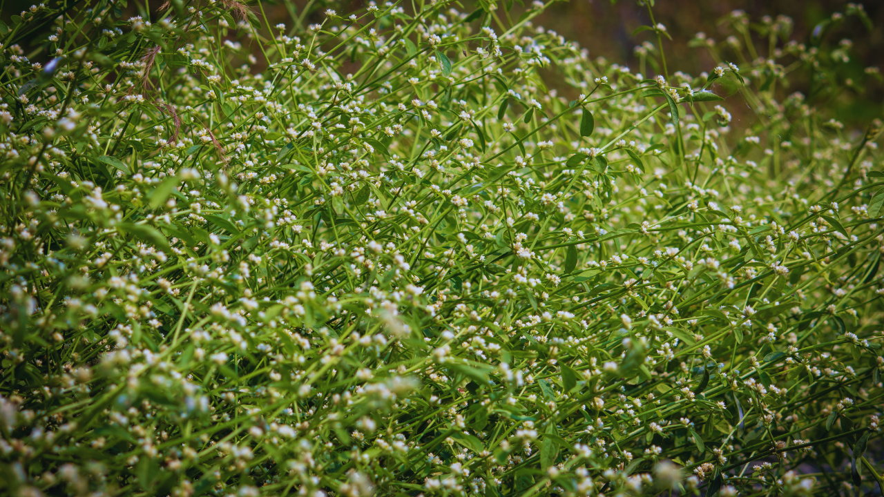 7 pretty plants that are actually invasive species silently destroying ...