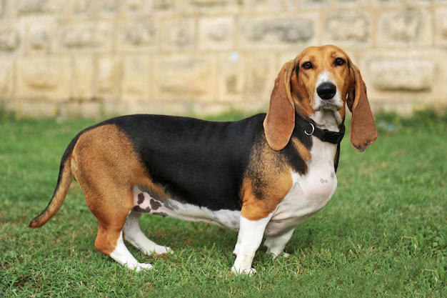 The low-rider charmer: Uncovering the charm and character of the basset ...