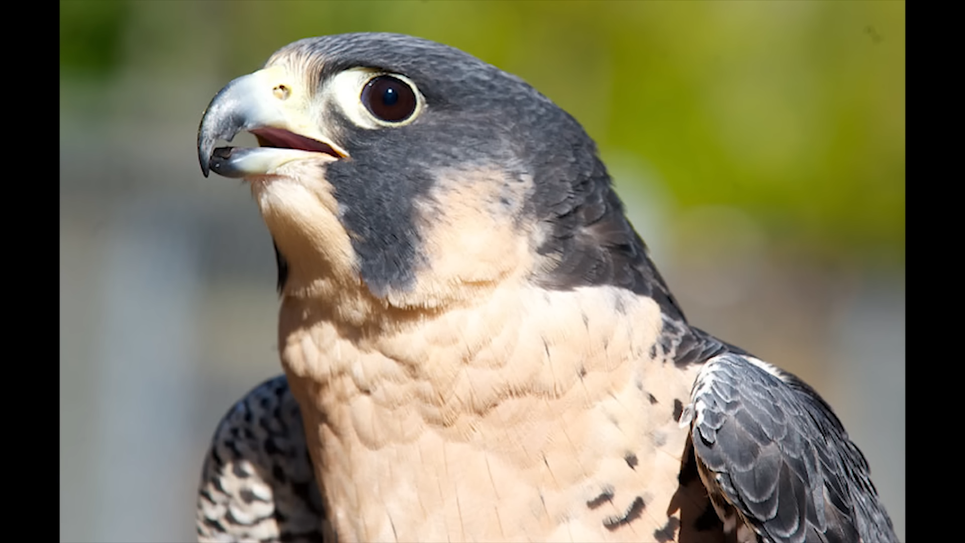 Ranking the world’s raptors by their hunting power