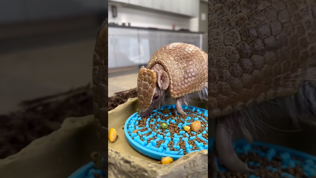 Busy little armadillo is a hungry and very fast machine
