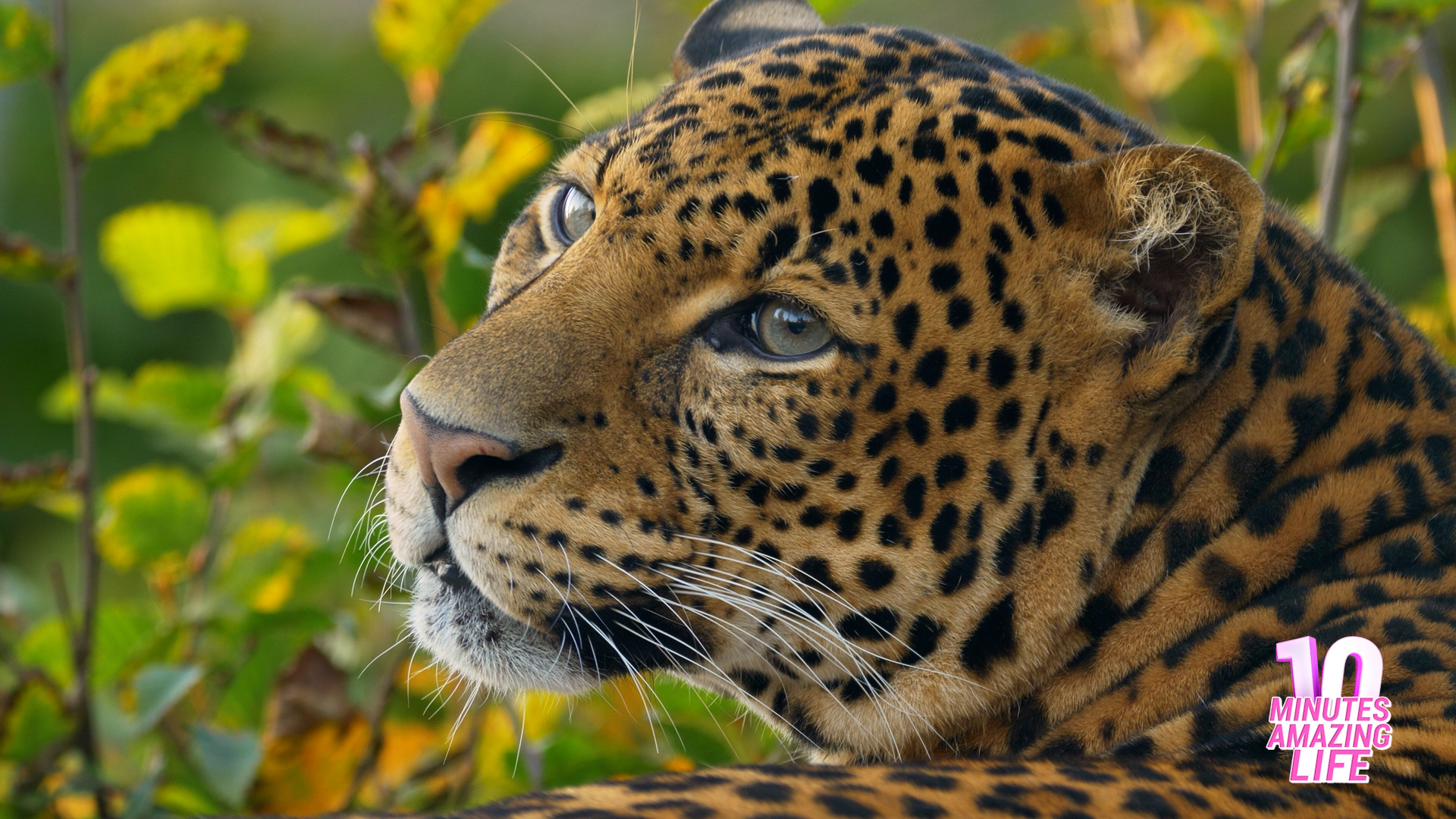 I captured a leopard in a rare peaceful moment