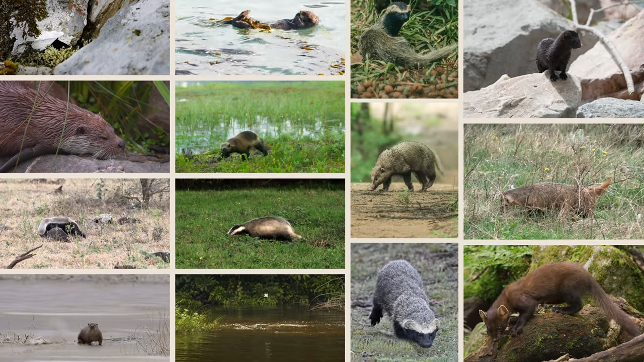 Ranking the tiny terrors that dominate the mustelid world