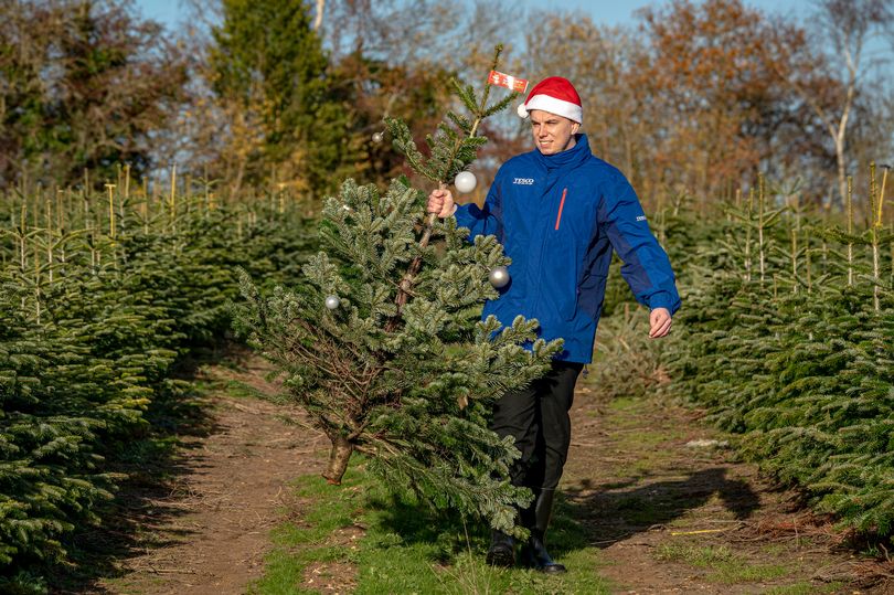 Two Scottish Tesco stores to give away free Christmas trees this ...