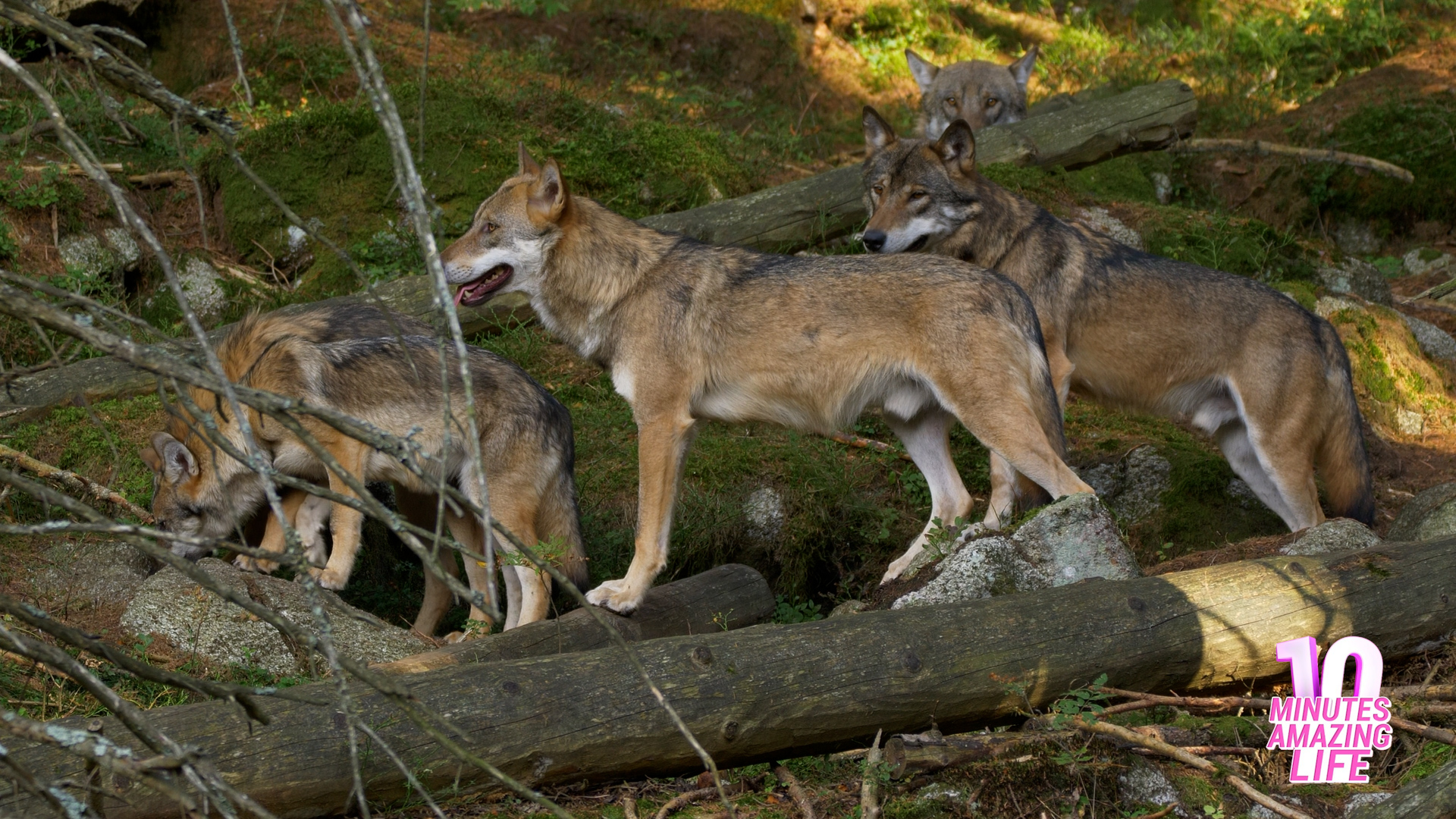 I filmed wolves and saw a rare moment