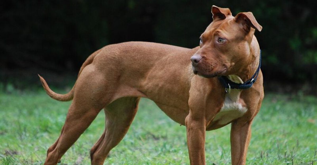 11 dog breeds known for their truly impressive muscular builds