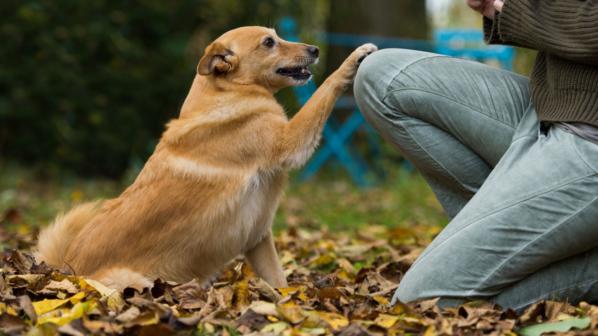 Veterinarians explain the things a dog does when it wants to cheer you ...