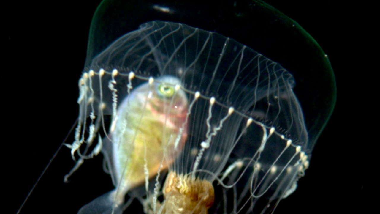 Small fish seek safety in jellyfish's tentacles to avoid oceanic predators