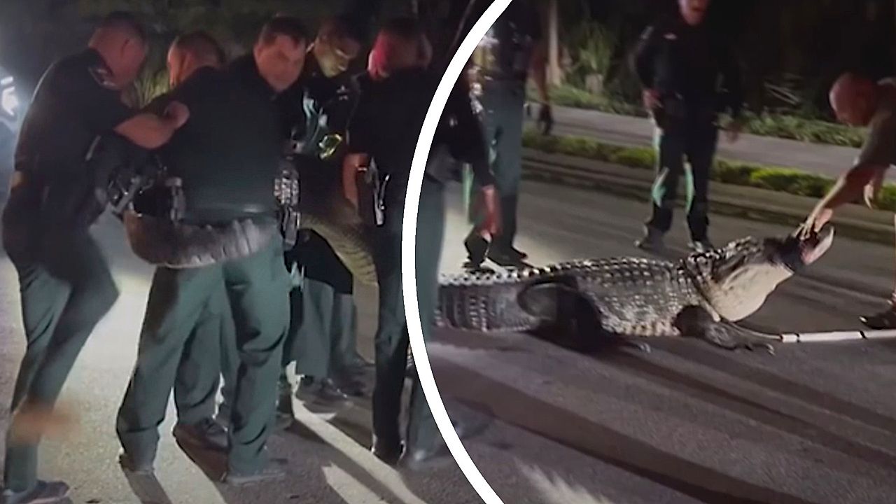 Deputies confront 14-foot gator that turned up on a doorstep