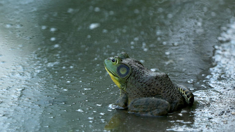 14 invasive species Americans should be eating