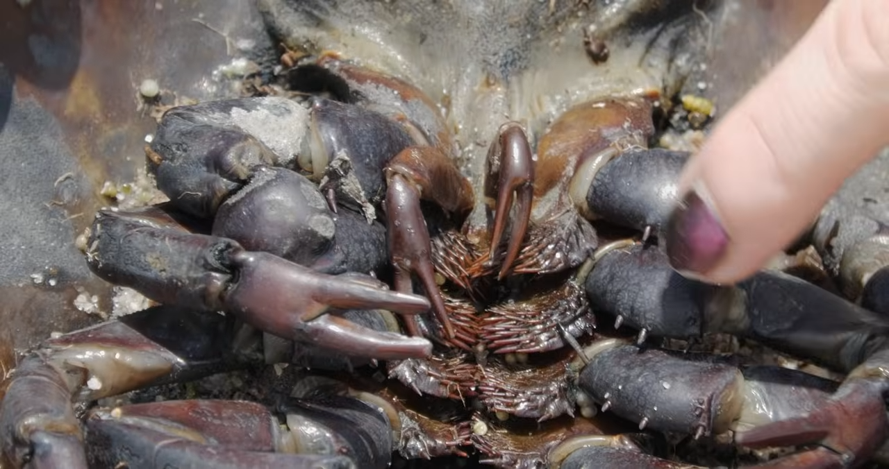 The unbelievable mating ritual that has lasted for millions of years