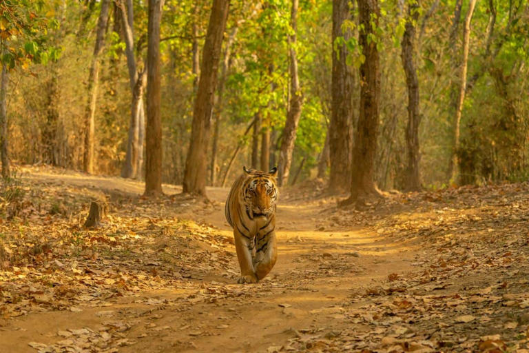 Uttar Pradesh emerges as model for eco-tourism on Wildlife Conservation Day