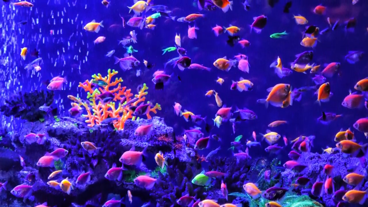 The strange genetic creations transforming tanks around the world