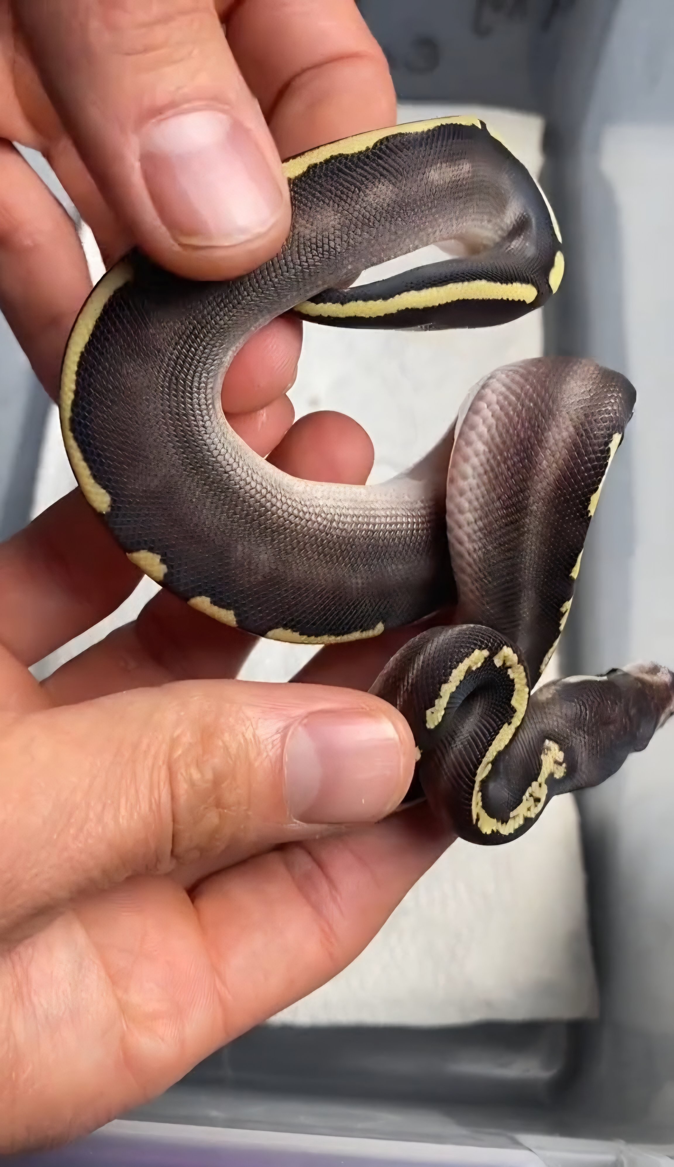 Look at this GHI Mojave yellowbelly/spector ball python right after a ...
