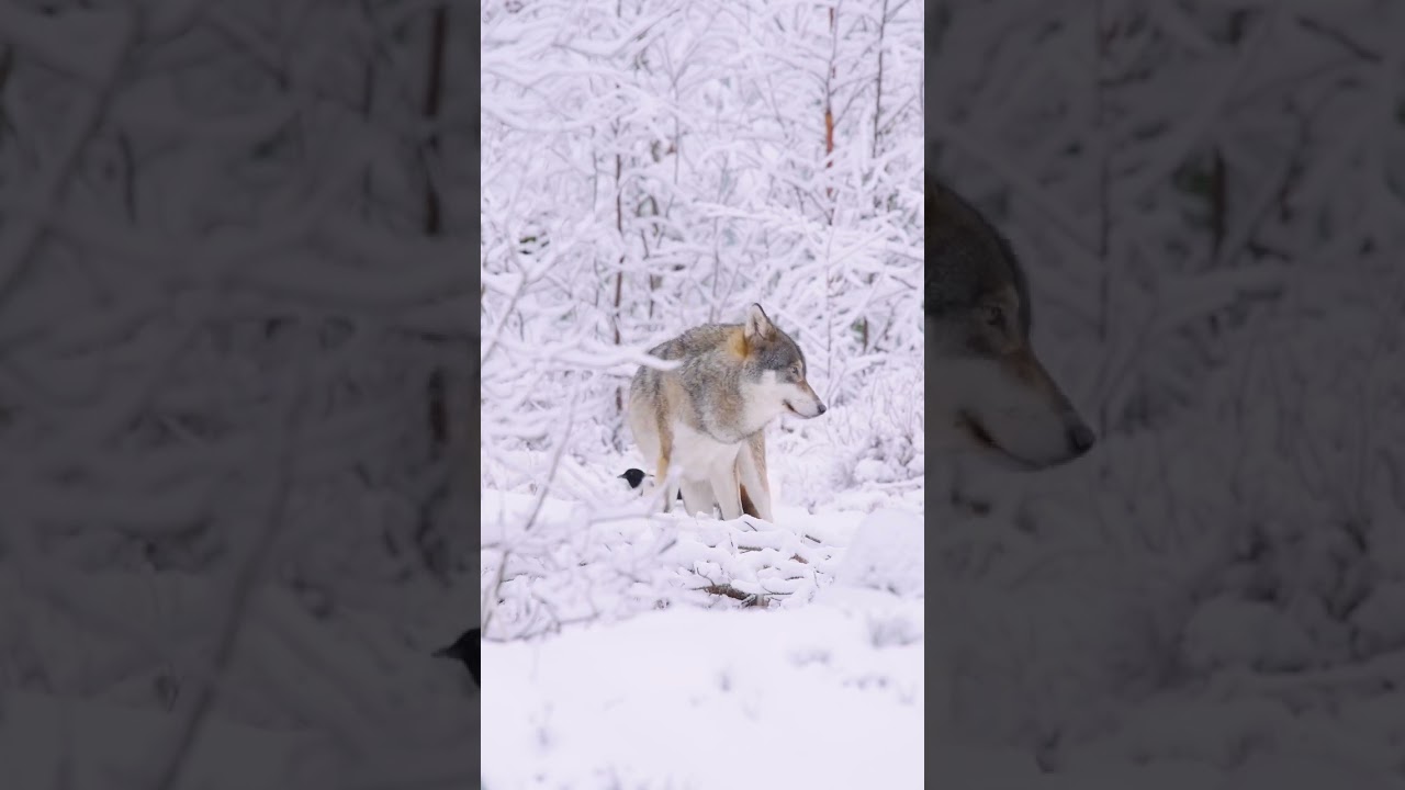 Majestic white wolf wanders through the cold and deep snow