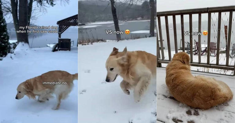 Video: 'Florida-raised dog' learns to love the snow