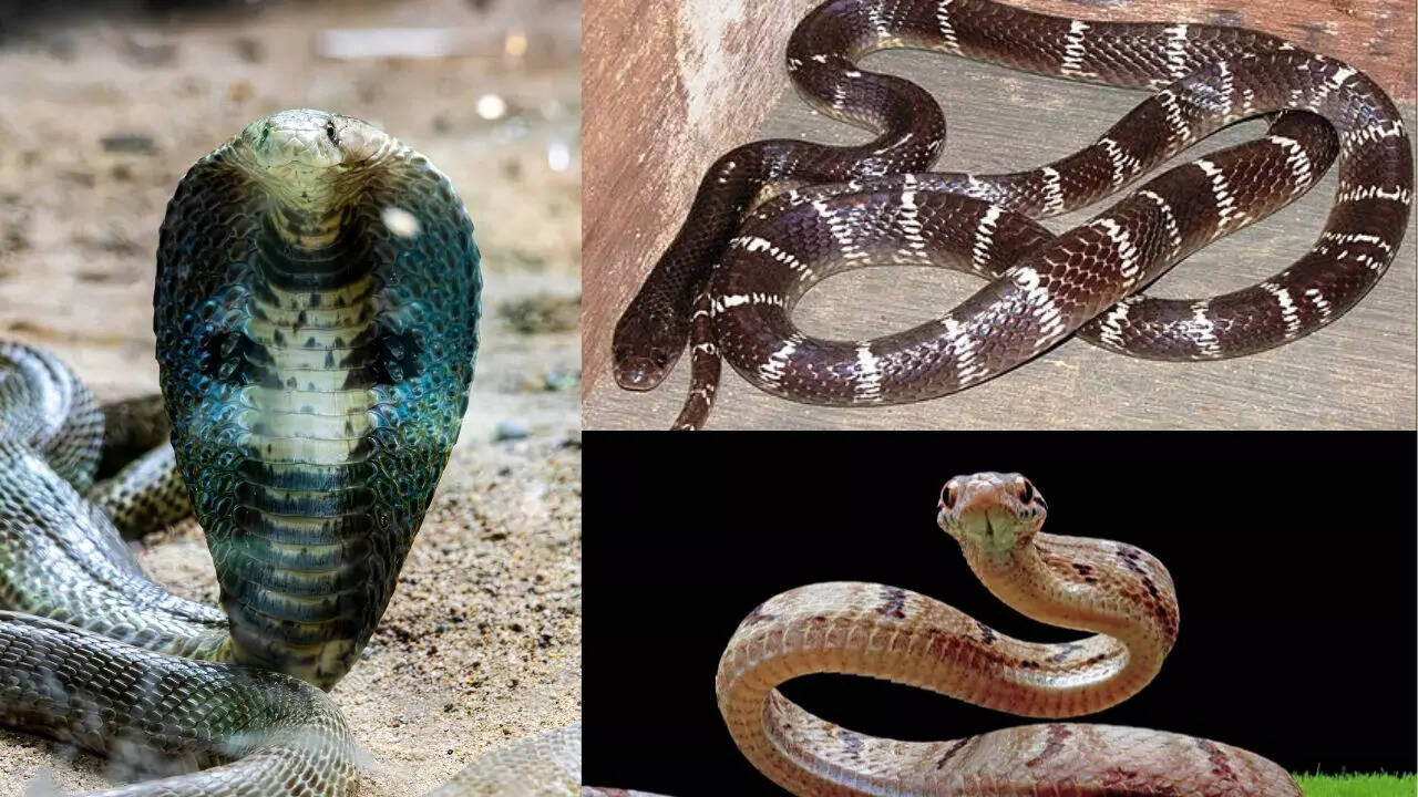 Cobra vs. krait vs. viper: Which snake is the most dangerous?