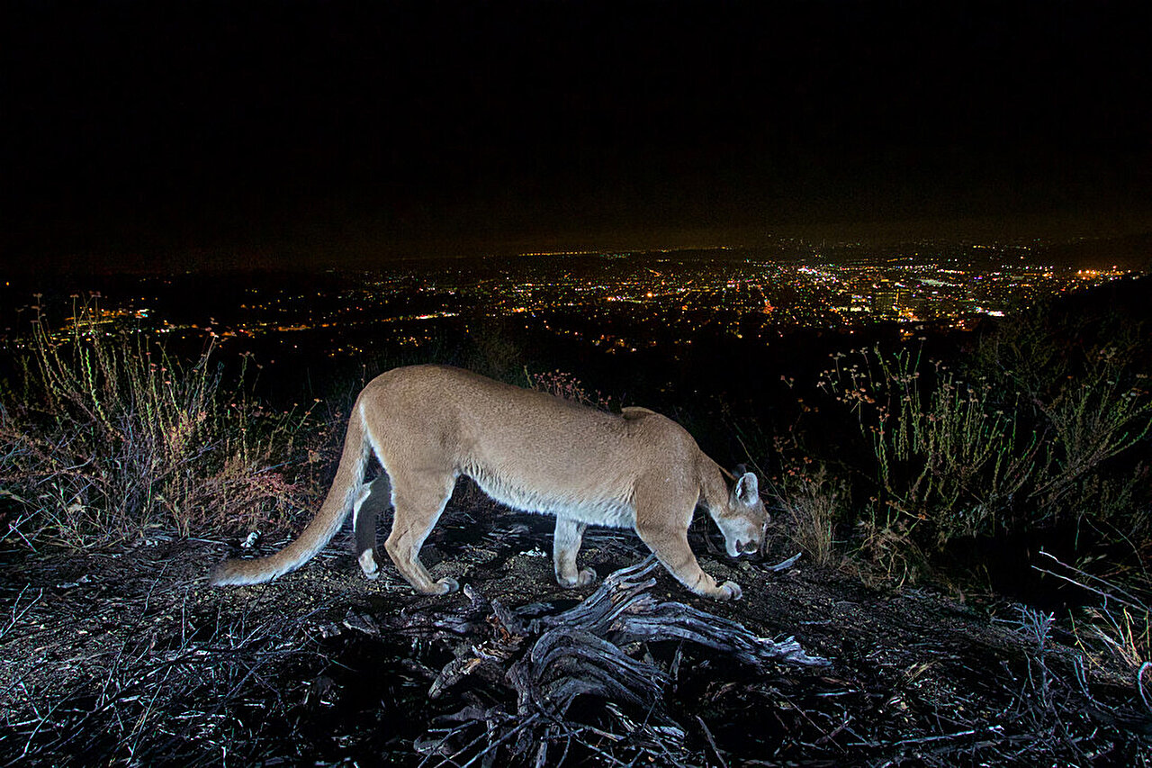 Young mountain lions face barriers from roads and development across ...