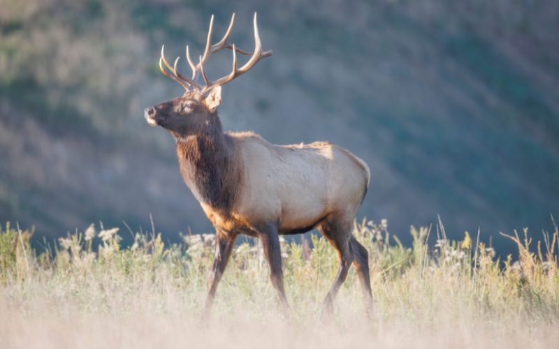 Could this be the best change for Michigan elk hunters in decades?