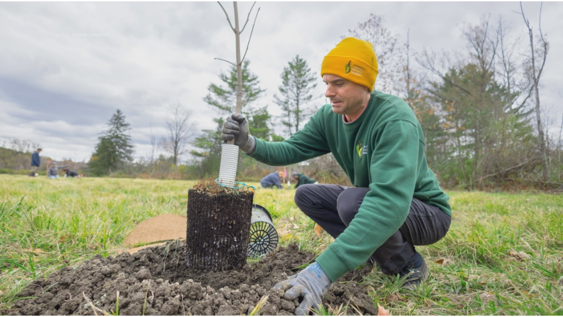 Cornell works to develop ash trees resistant to emerald ash borer