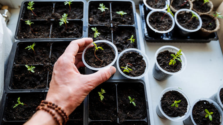 10 spring flowers you can start growing indoors in December