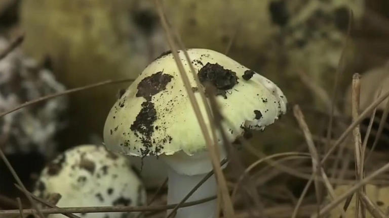 Monterey County issues warning after hospitals report rise in wild ...