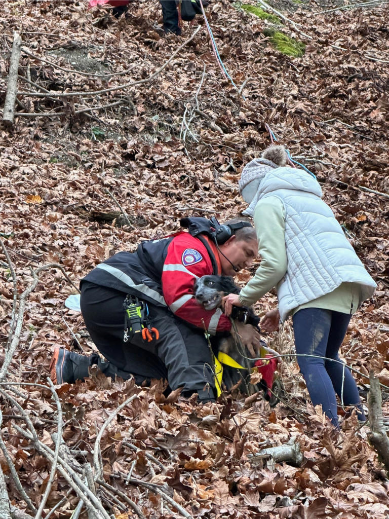 Dog rescued from 20-foot cliff in Point Defiance after dramatic ...