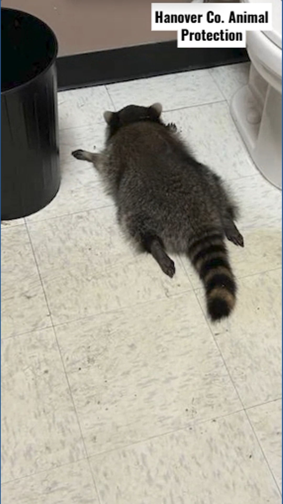 Drunk raccoon crashes liquor store ceiling in wild new video