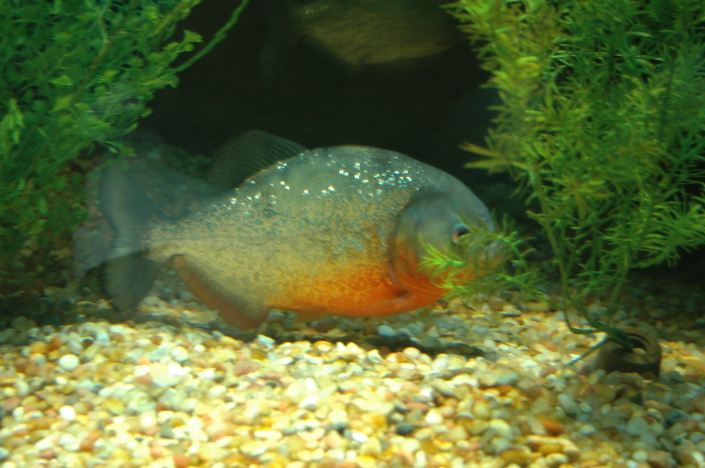 AA1RIi0I 9 animals Hollywood turned into monsters - science disagrees