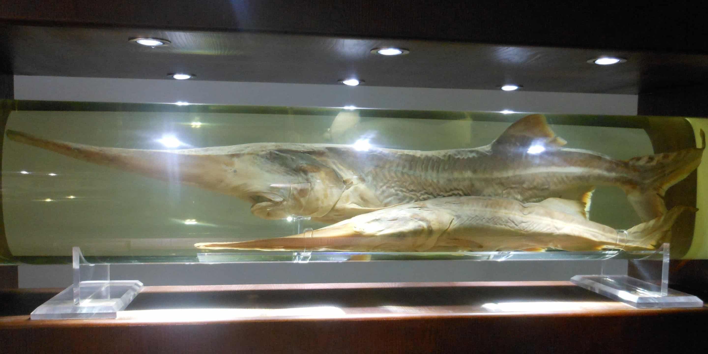 Two of the world’s river monsters declared extinct