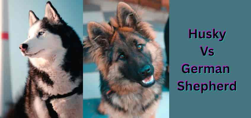 Husky vs German shepherd: Which dog truly fits your life?