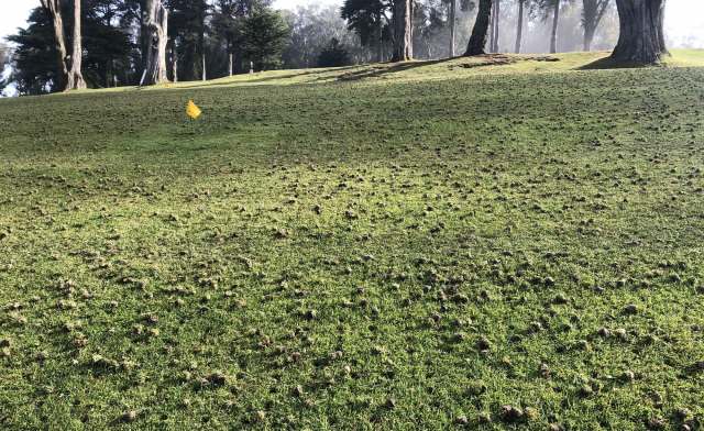 Researchers make stunning discovery at disused golf course: 'Never been ...