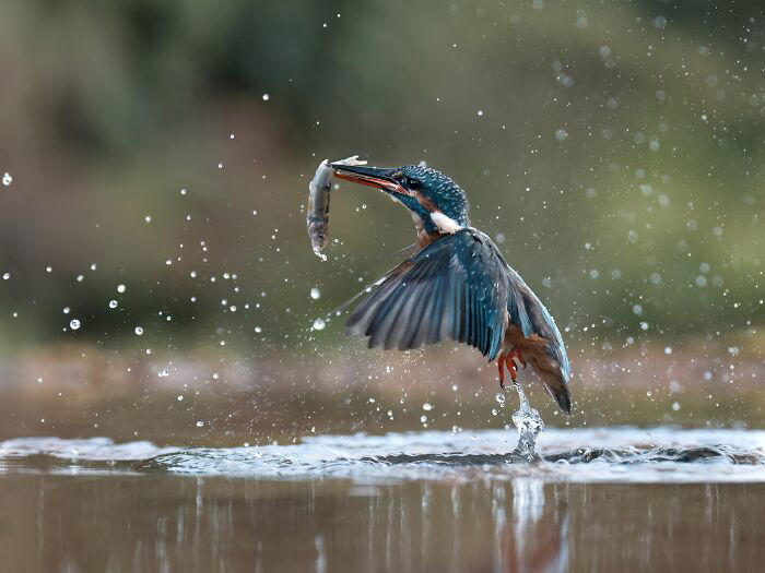 Photographer takes 720,000 photos to capture a kingfisher dive, and 10 ...