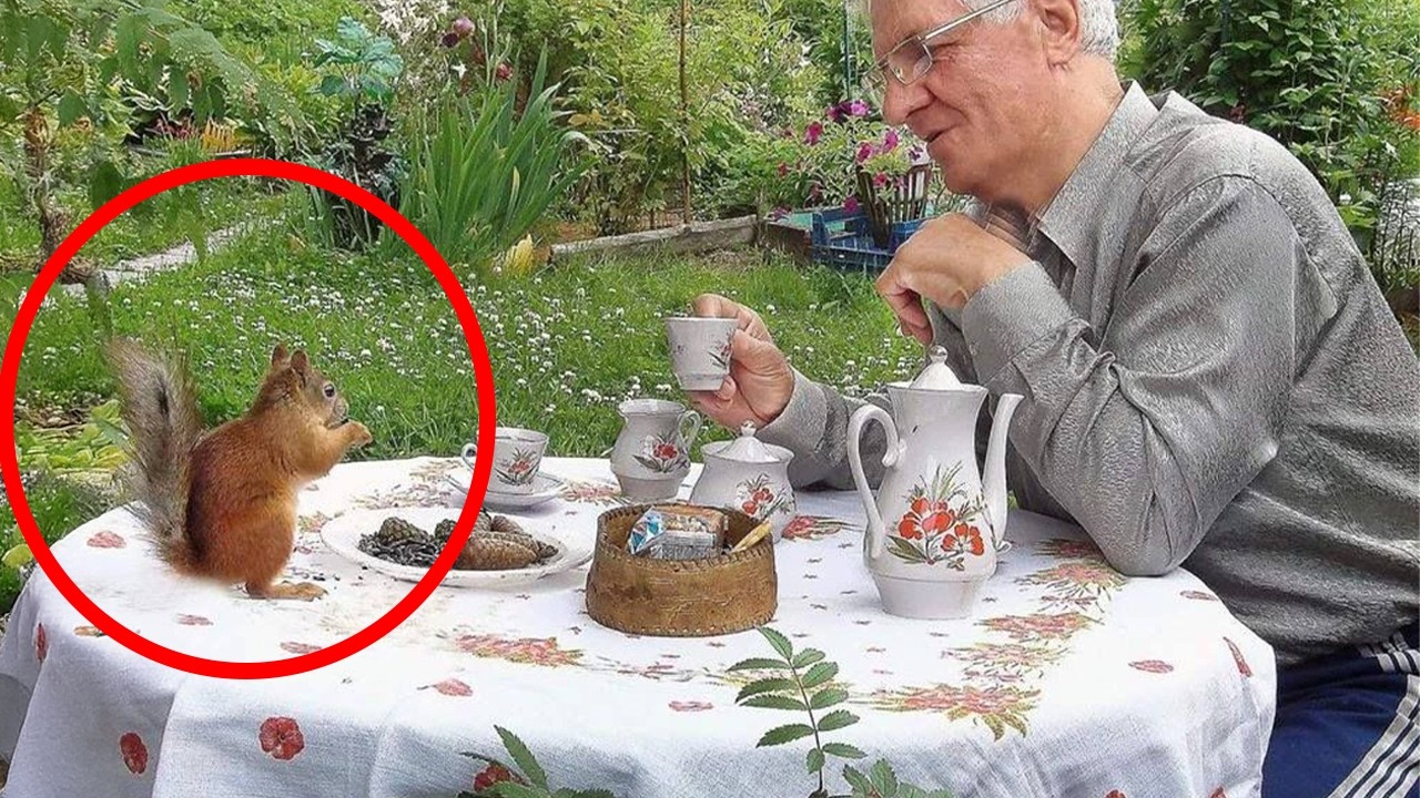 How the animal distribution system chooses you