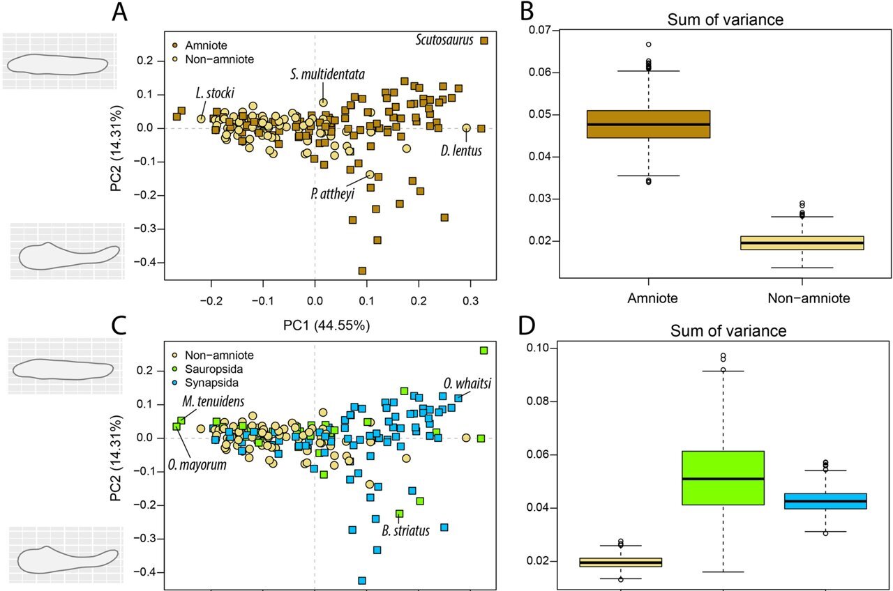 Jaw versatility enabled the ecological success of amniotes ...
