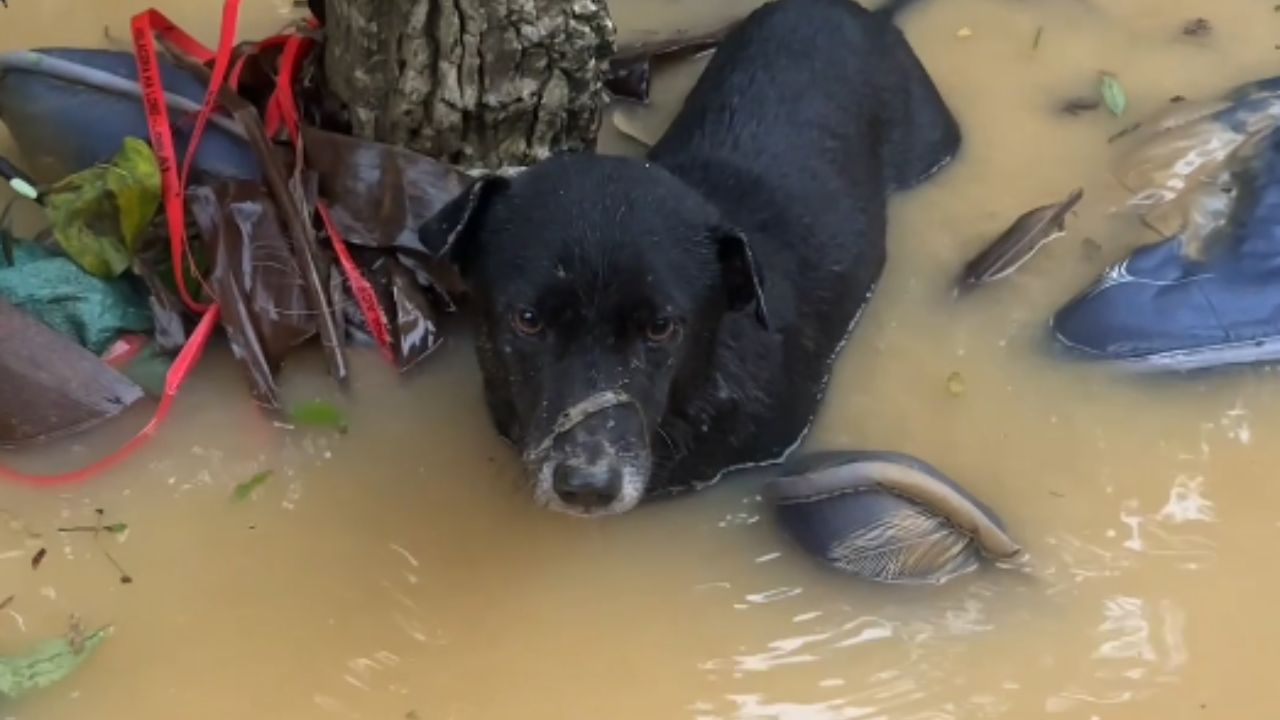 Gentleman risks it all during flood to save a dog swept away by water
