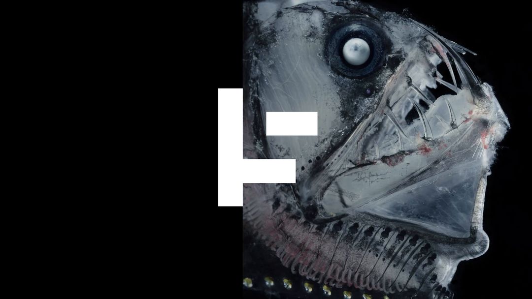 10 fascinating deep sea creatures that seem alien