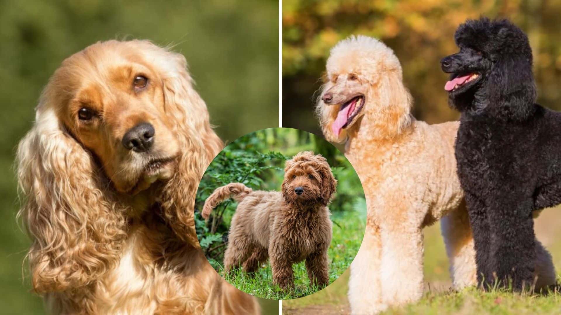 20 recently created dog breeds you’ll want to meet