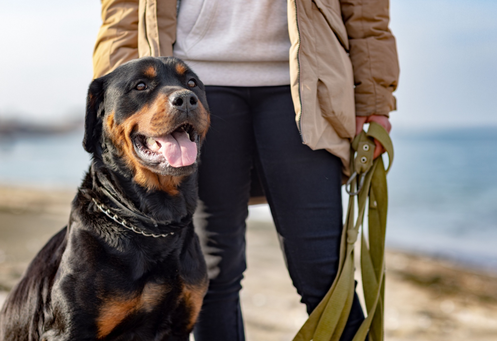 Why rottweilers are the ultimate family dogs