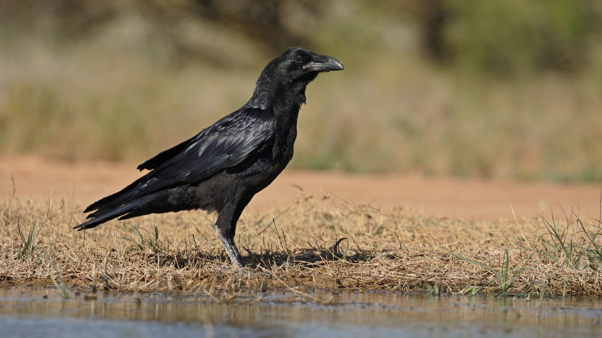 How to make friends with ravens and earn their trust