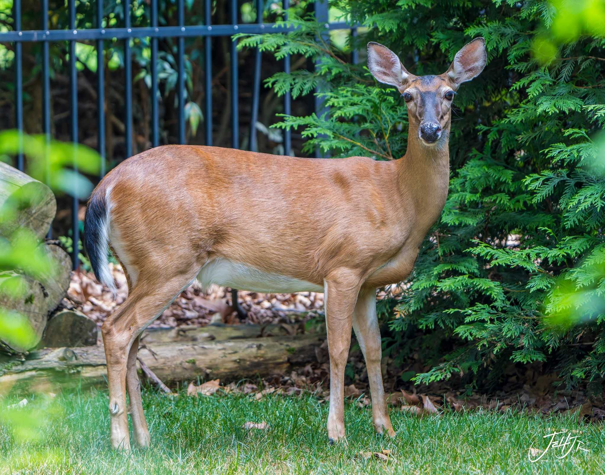 North Carolina wildlife officials warn deer are not pets