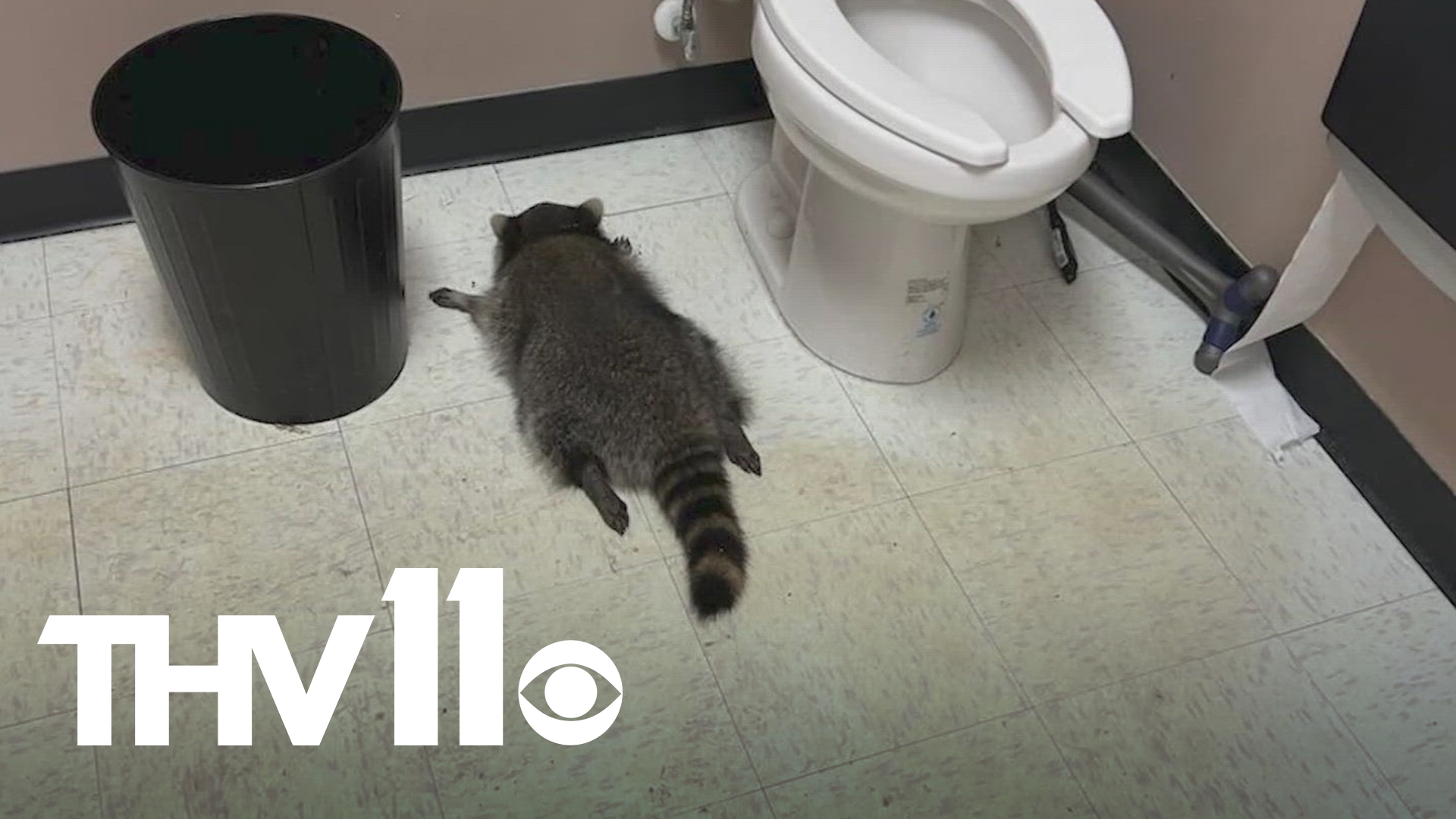 Raccoon goes on a drunken escapade inside Virginia liquor store