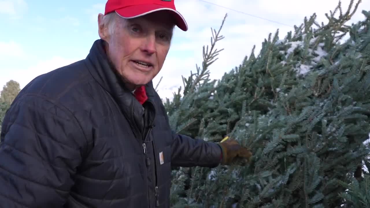 Montana Ag Network: The journey of a Cashman Christmas tree